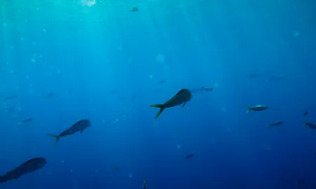 Liberty Wreck - Amed, Bali